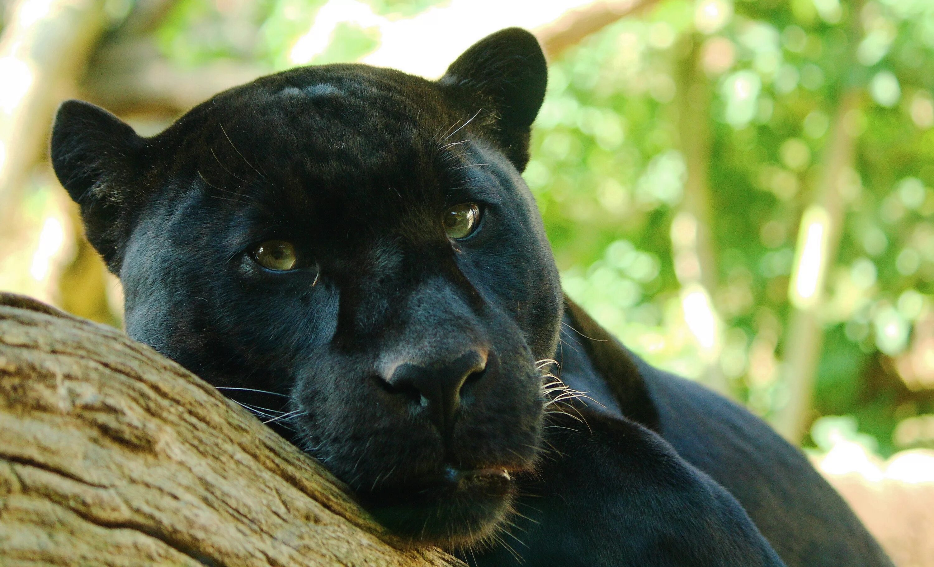 Черные большие рисунки. Гепард меланист чёрный. Черный Ягуар Майя. Гималайская пантера. Пантера Шварцера» (2014; черная пантера ).