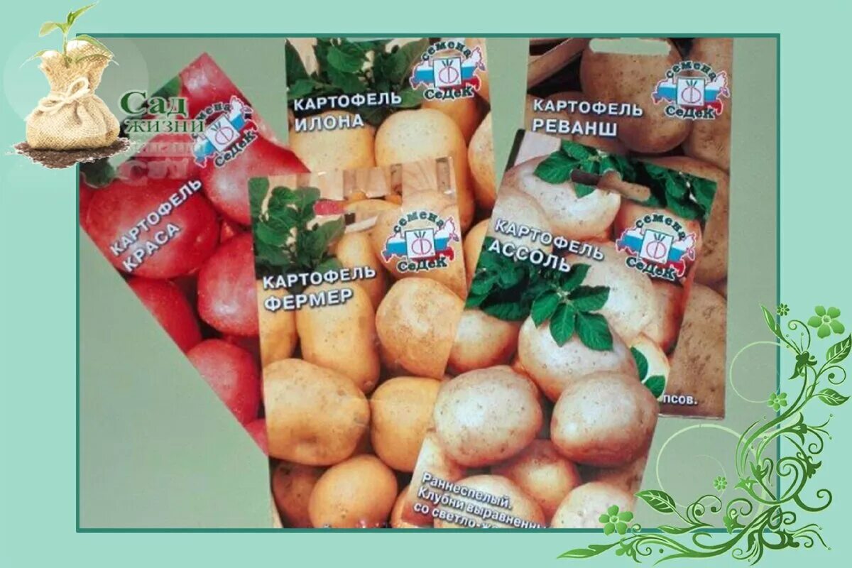 Семена картофеля. Семена картошки в пакетиках. Семена картофеля в пакетиках сорта. Семена картофеля на рассаду.