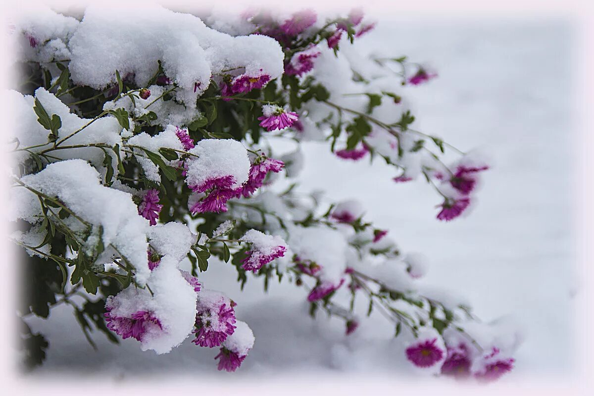 Снег идет пушистый белый. Зимние цветы. Цветы зимой. Цветы в снегу. Красивые зимние цветы.
