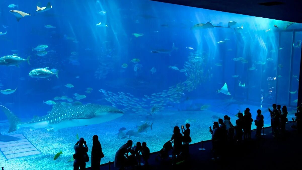 Океанариум шанхай. Окинава Тюрауми. Okinawa Oceanarium. Океанариум Тюрауми Япония. Шанхай океанариум.