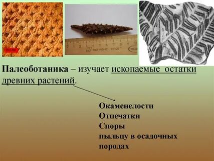 Палеоботаника растений это