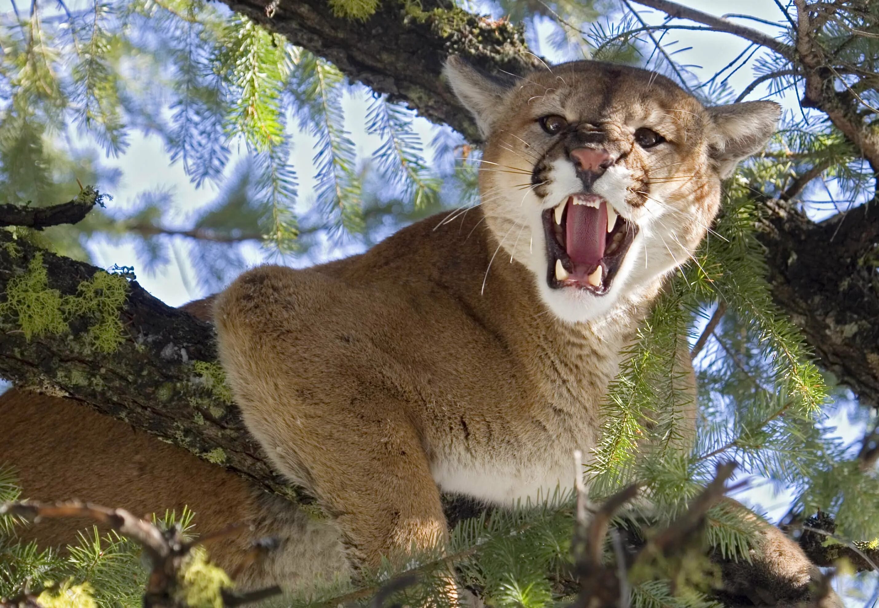 Animal зверь. Флоридская Пума охотится. Североамериканская Пума. Канадская Пума. Пума горный Лев.