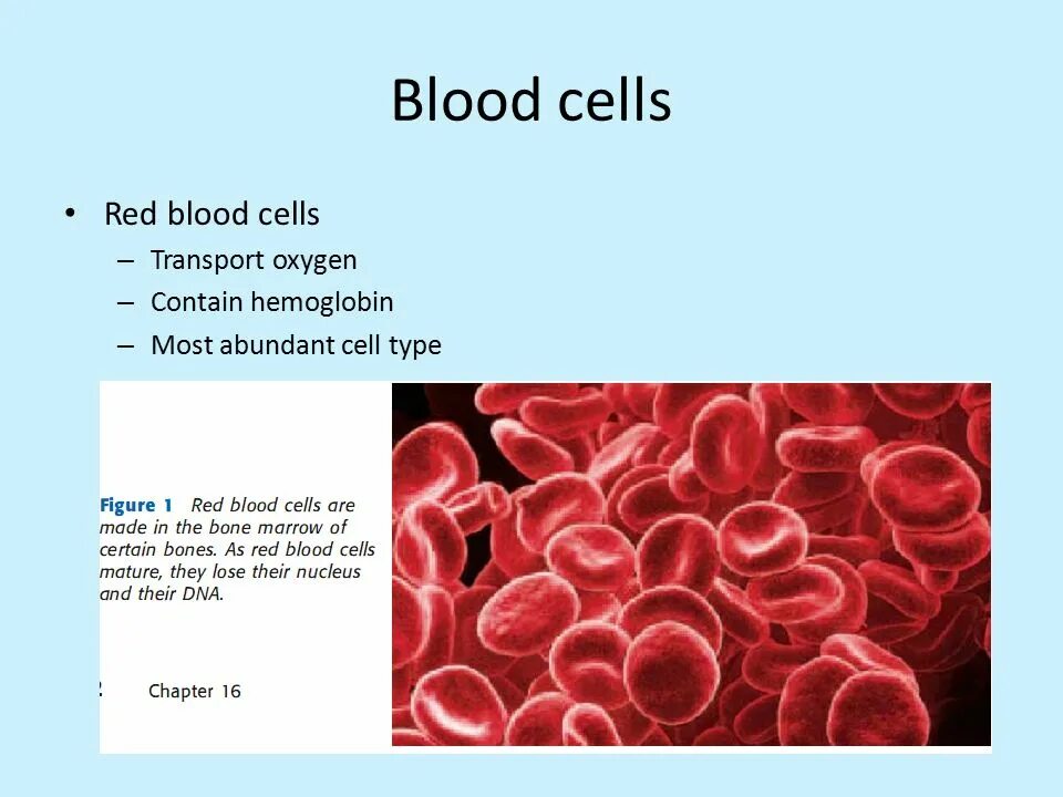 Как по английски кровь. Эритроциты по английски. Клетки крови на английском. Blood Cells эритроциты. Эритроциты на английском языке.