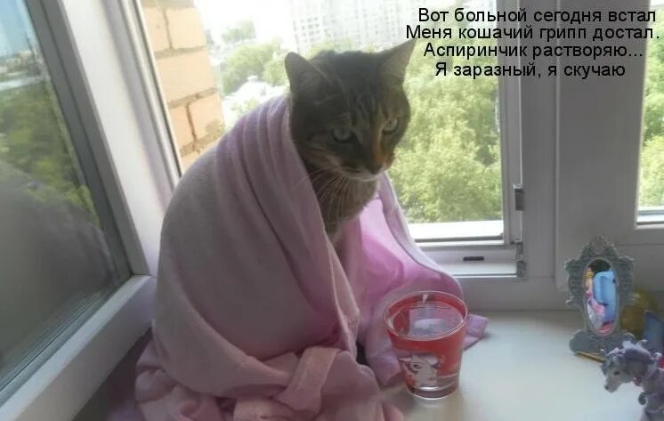 Заболела вчера. Кот болеет прикол. я заболела картинки смешные. больной кот юмор. болею картинки прикольные.