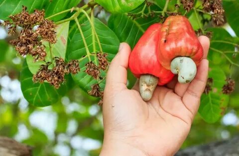 Терең жұлдыруды қалай дұрыс жасау керек