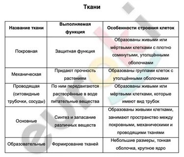 Особенности строения покровной ткани таблица