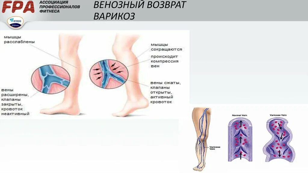 Факторы венозного возврата. Венозный возврат. Механизмы венозного возврата. Причины венозного возврата. Возвращают кровь к сердцу