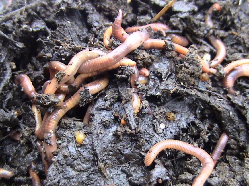 Дождевые черви этапы размножения. Кольчатые черви малощетинковые половая система. Половая система дождевого червя. Малощетинковые кольчатые черви размножение. Как размножается червь.