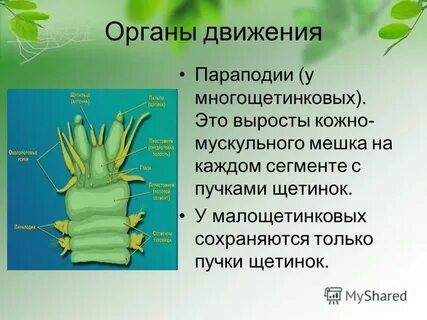 Среда обитания плоских