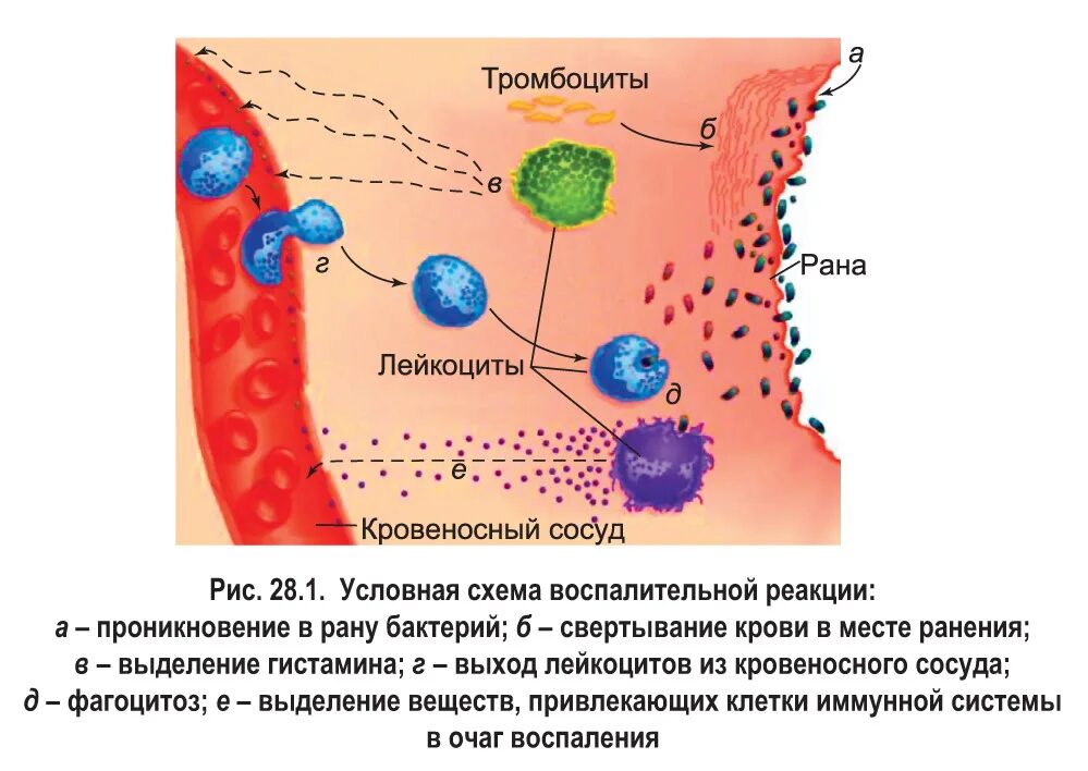 воспалительные реакции кожи