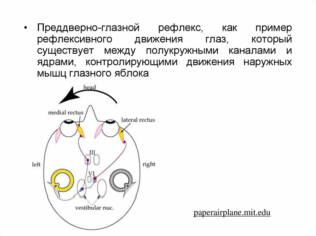 Зрачковый рефлекс схема. Путь зрачкового рефлекса схема. Рефлекторная дуга зрачкового рефлекса. Зрачковый рефлекс физиология.