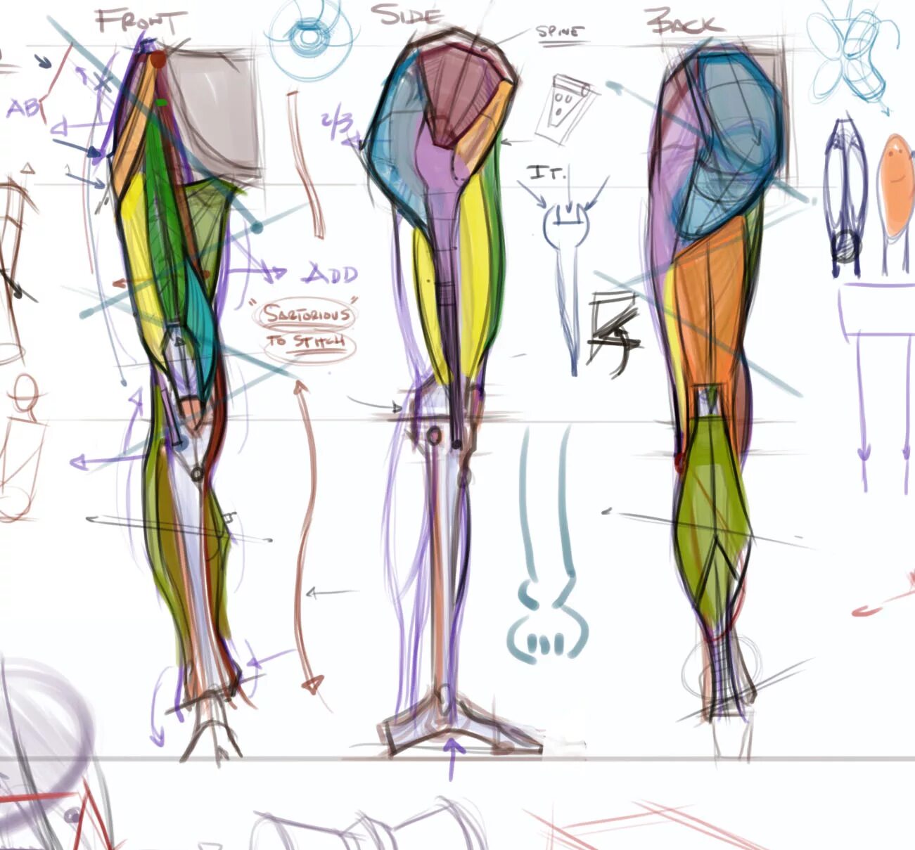 Ноги референс анатомия анатомия. Мышцы ног референс. Мышцы ног анатомия референс. Draw leg