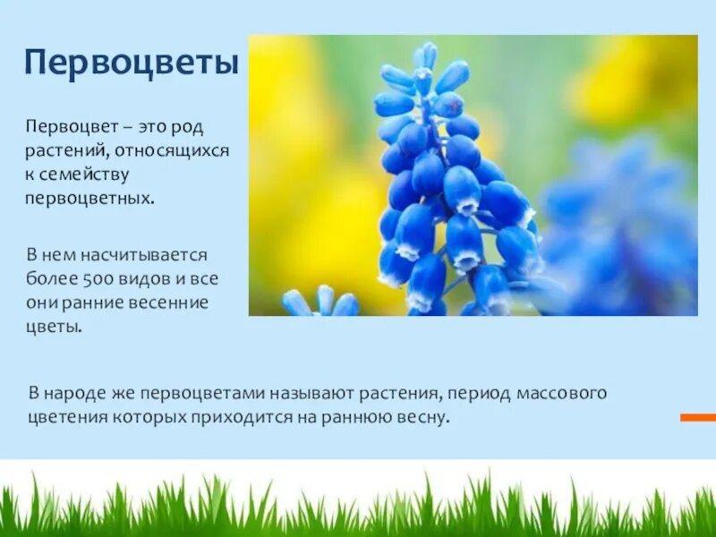 Весенние цветы 2 класс. Весенние цветы для презентации. первоцветы презентация. первоцветы доклад.