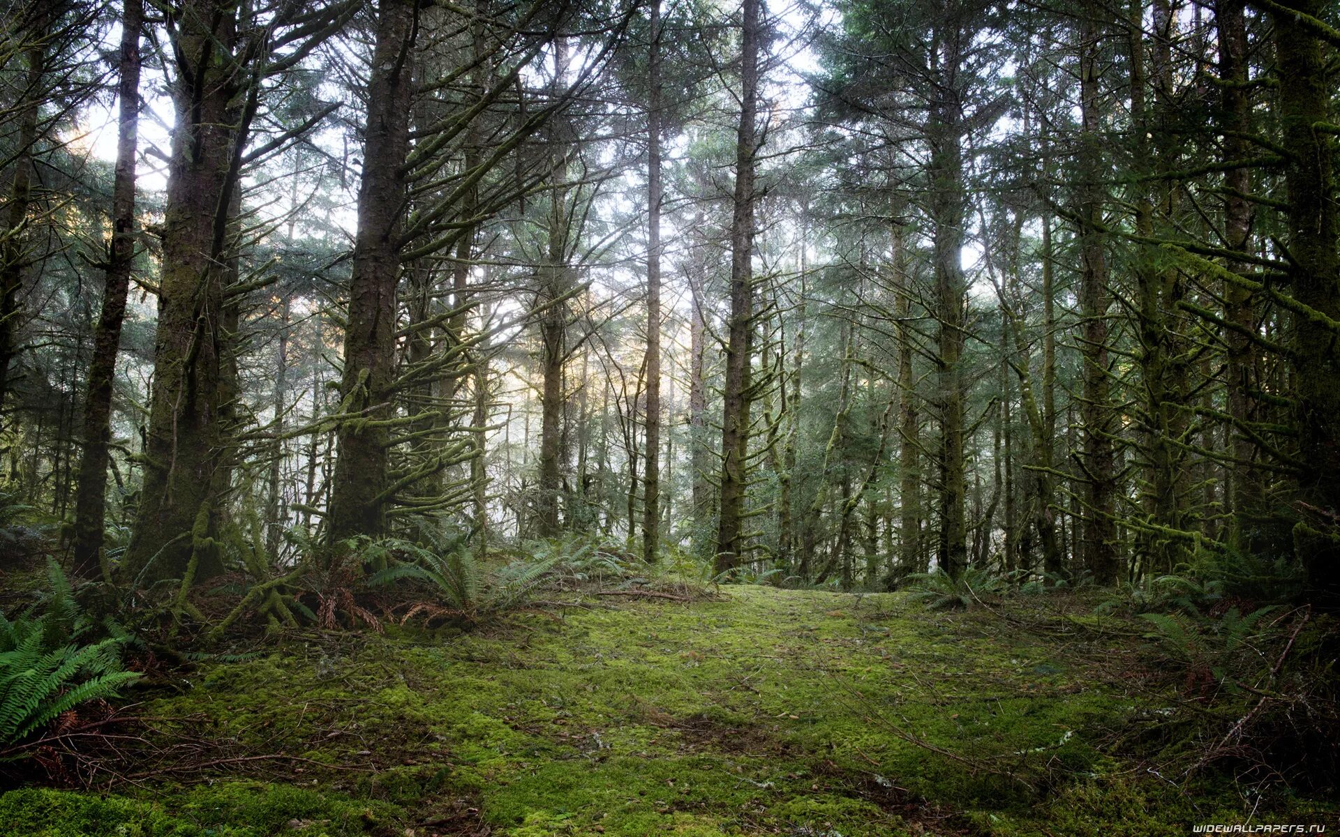 Лес. Ширшинский лес. Летний лес. Природа лес. Летом в лесу.