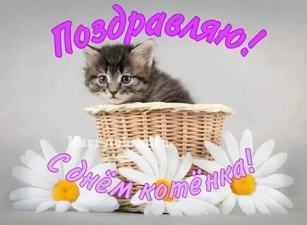 День котенка картинки