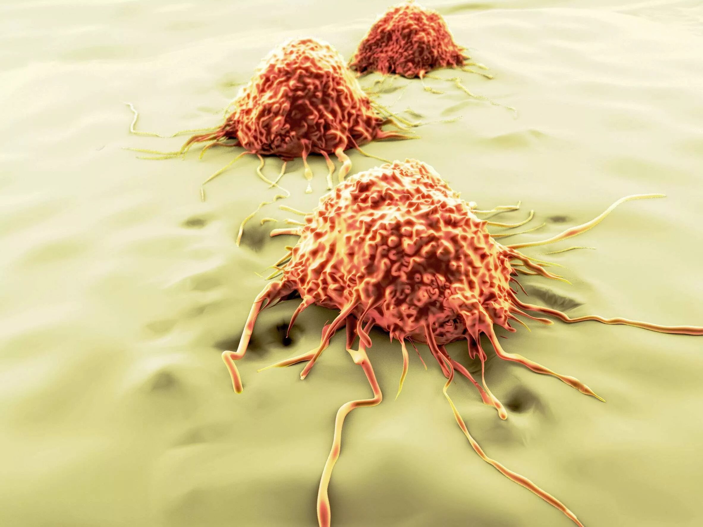 Что такое раковые клетки. В быстрорастущих раковых клетках.