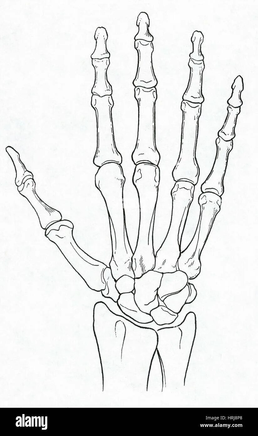 Кости кисти анатомия. Кости кисти вид сбоку. Кисть руки скелет. Кисть руки скелет анатомия. Скелет запястья человека