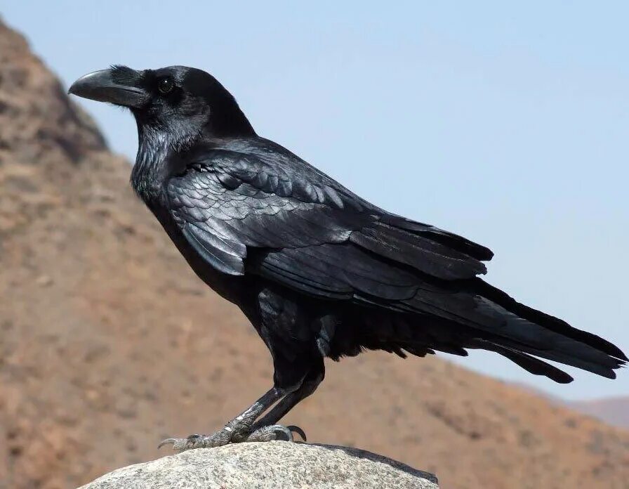 На какой территории обитает ворон обыкновенный. Corvus Corax птица. Ворон обыкновенный. Размах крыльев ворона. Ворон характер.