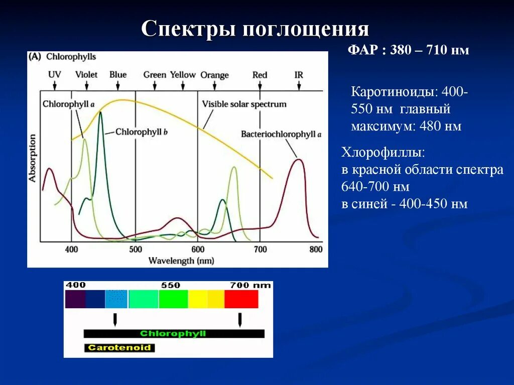 Спектр поглощения хлорофилла. Спектр поглощения пигментов фотосинтеза. Хлорофилл каротиноиды спектры поглощения. Спектр поглощения хлорофилла фикобилины. Хлорофиллы поглощают свет