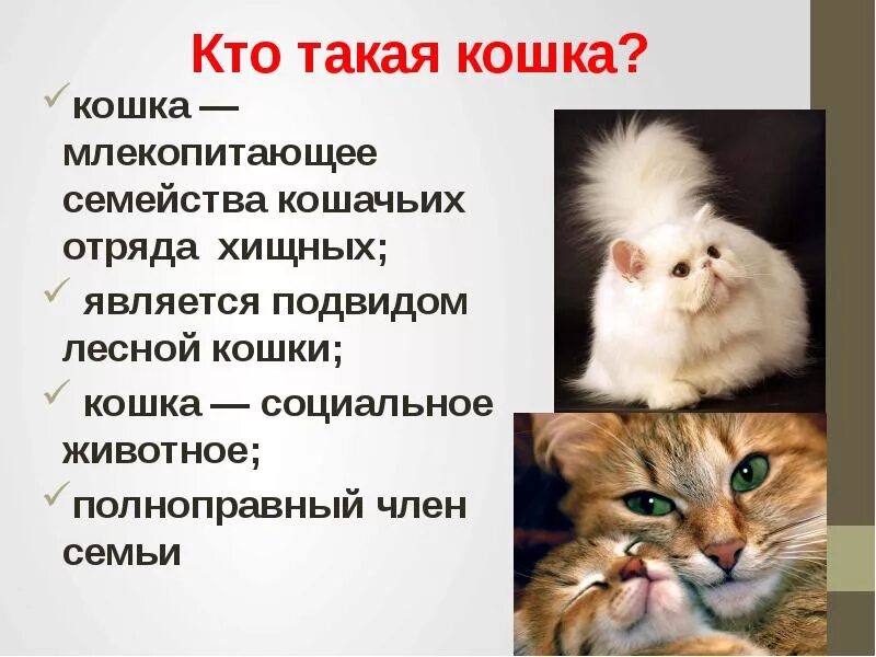 Сообщение про котиков. Презентация про кошек. проект на тему кошки. презентация на тему ошка. сообщение о кошке.