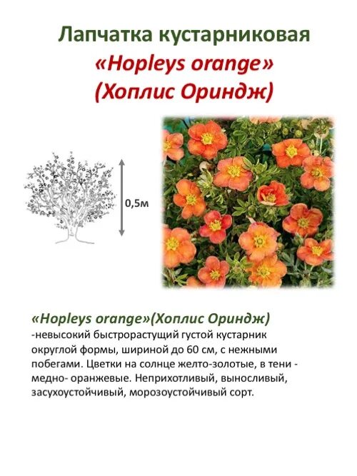 Лапчатка описание сортов. Лапчатка сорт хоплес оранж. лапчатка шаровидная. лапчатка кустарник высота. лапчатка низкорослая сорта.