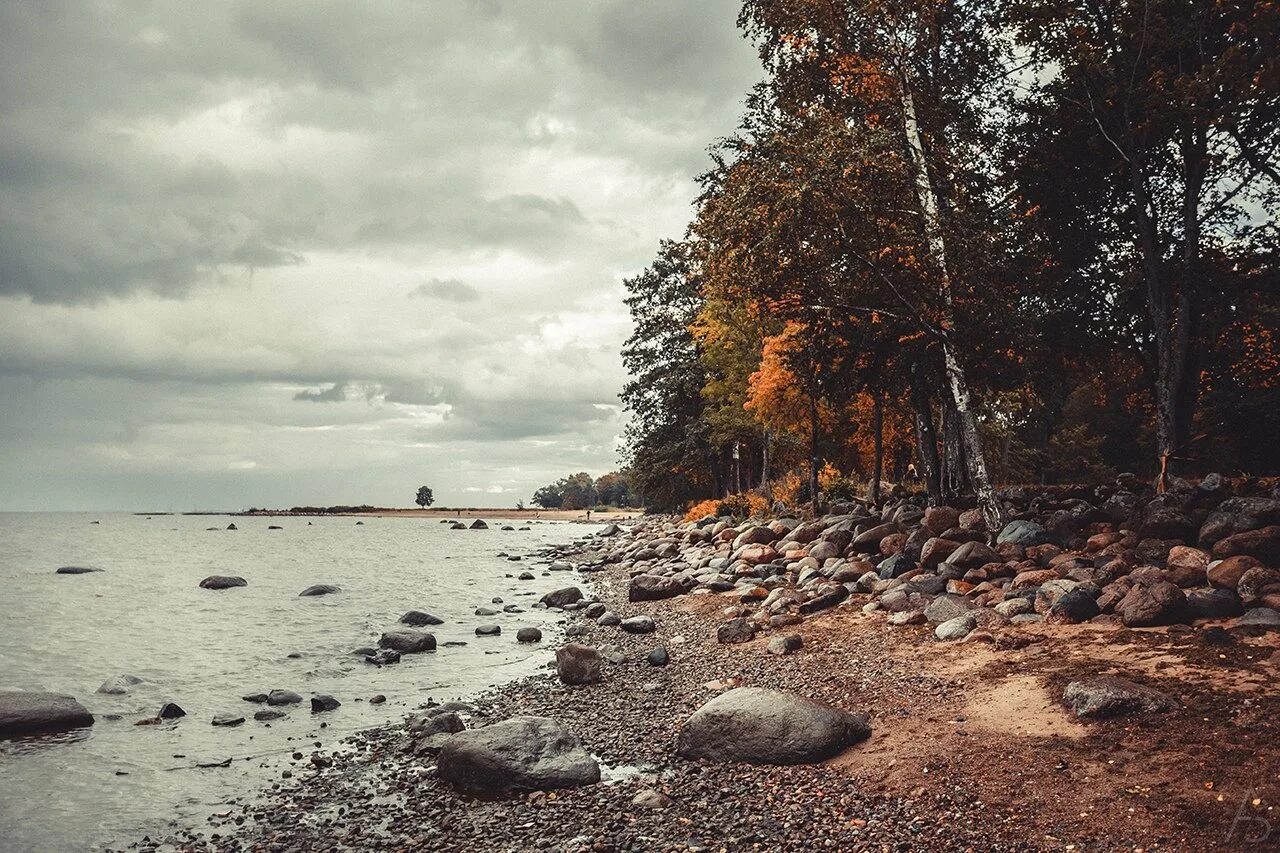 Репино финский залив. Сестрорецк берег финского залива. Финский залив в Санкт-Петербурге Репино. Репино побережье финского залива. Осенний берег моря