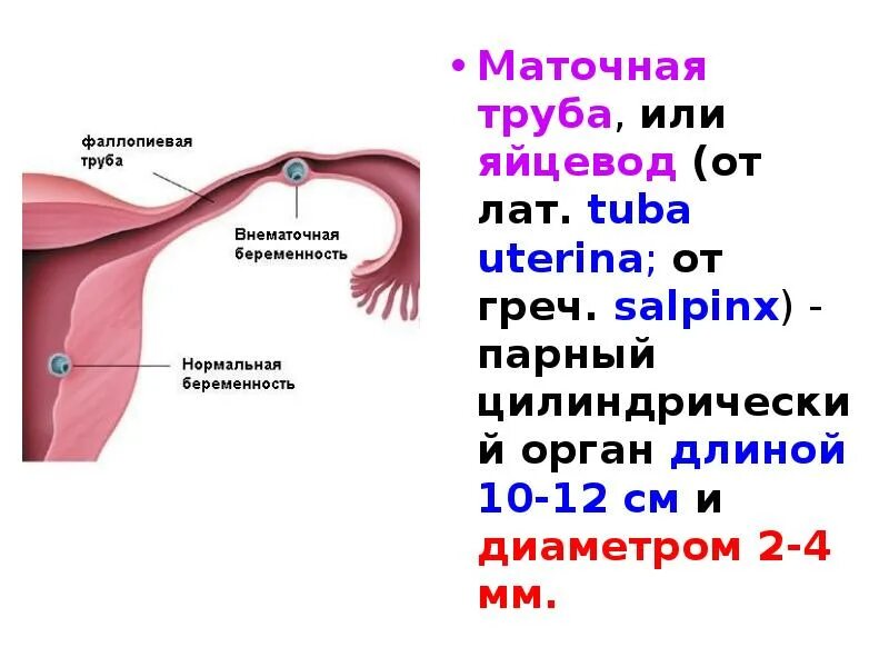 Трубы матки. Диаметр маточной трубы в норме. длина маточной трубы в норме. отверстия маточной трубы анатомия. анатомия трубы матки.