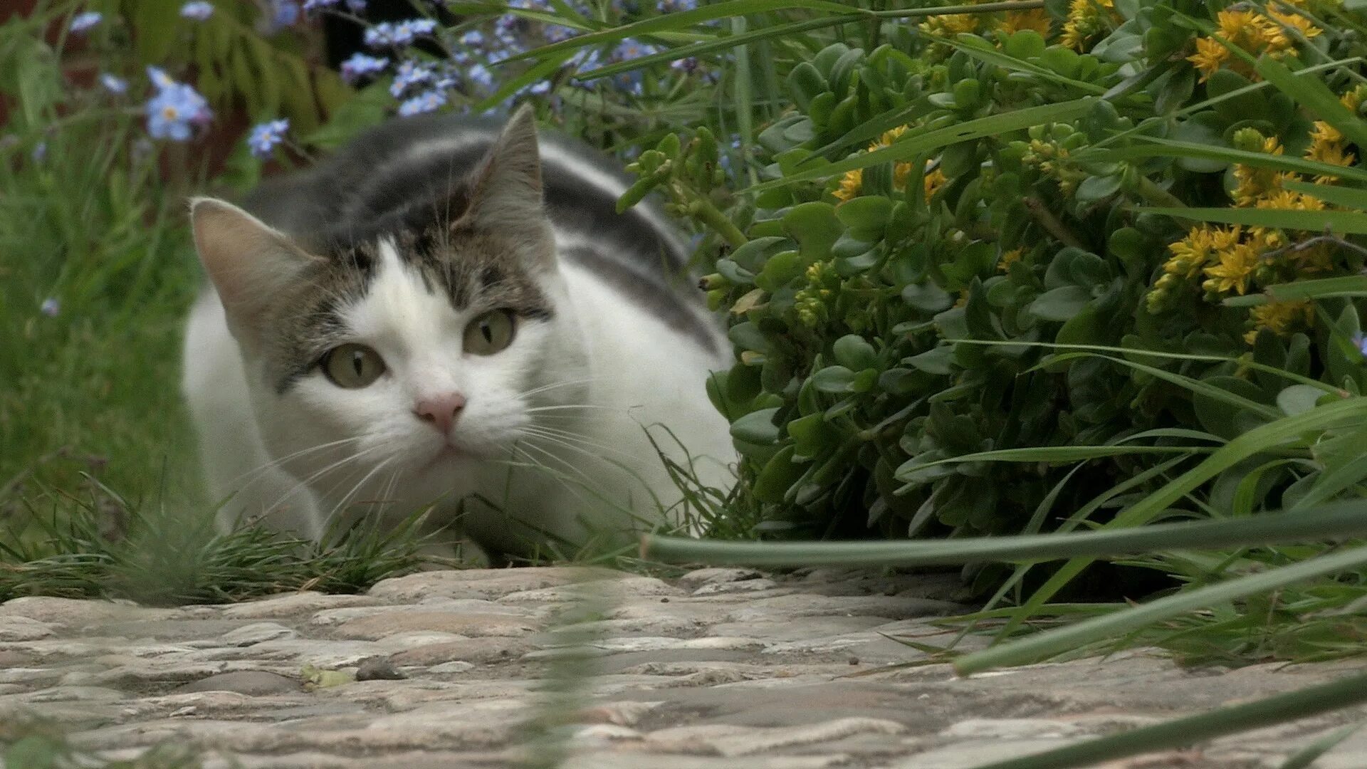 Кот в засаде. Кошка охотится. Котёнок который сидит в засаде. Кот в засаде гиф. Cat scene