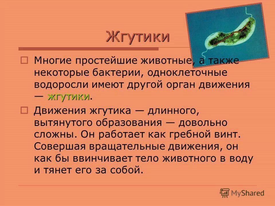 органы движения простейших одноклеточных животных. строение органоидов движения клетки. жгутики животных. органоиды движения схема. реснички и жгутики строение.