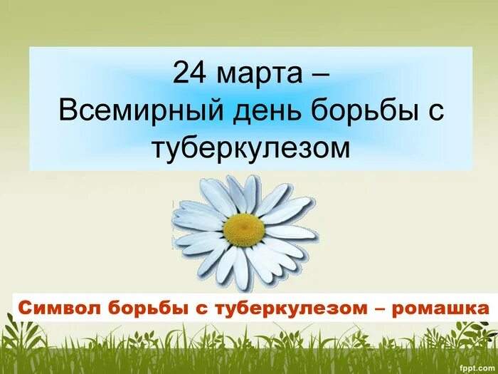 Ромашка против туберкулеза. Символ Ромашка день борьбы с туберкулезом. Белая Ромашка день борьбы с туберкулезом.