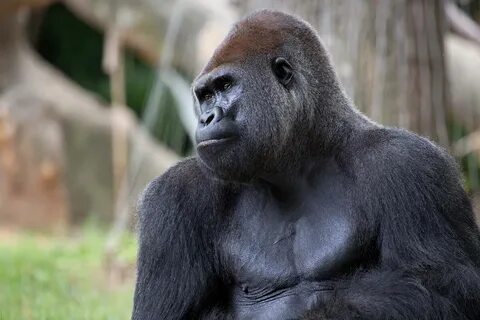Gorilla testing