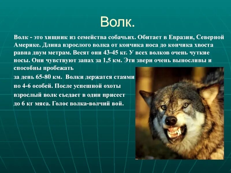 Волков сколько часов. Волк Северной Америки. Волки обитающие в России. Волк обитающий в Северной Америке. Интересные факты о волках.