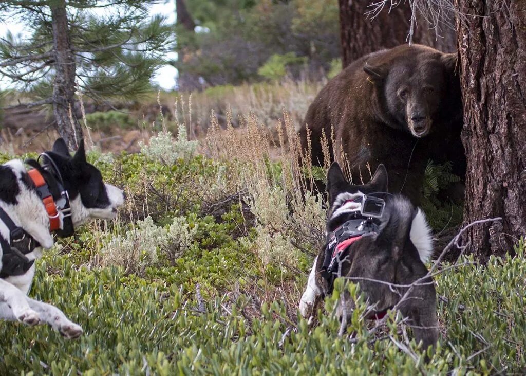 Видео собака привела медведей. Карельская медвежья лайка на охоте. Карельская медвежья собака на охоте. Карельская медвежья собака и медведь.