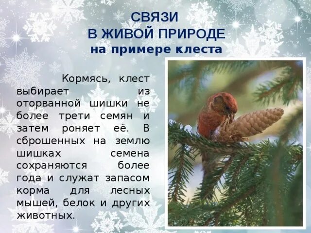 Обучающее изложение клесты 3 класс
