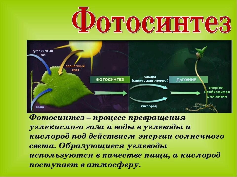 Какая роль зеленых растений. Ajnjcbyntp 6 rkfc ,bjkjubz. Фотосинтез 6 класс биология. Процесс фотосинтеза 6 класс. В процессе фотосинтеза.кислород углекислый ГАЗ.