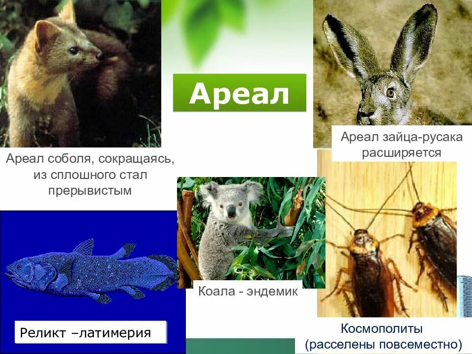 Популяционный ареал вида. Эвкалипт ареал распространения карта распространения. Типы ареалов карта. Эндемичный ареал. Ареал обитания серой вороны на территории россии.