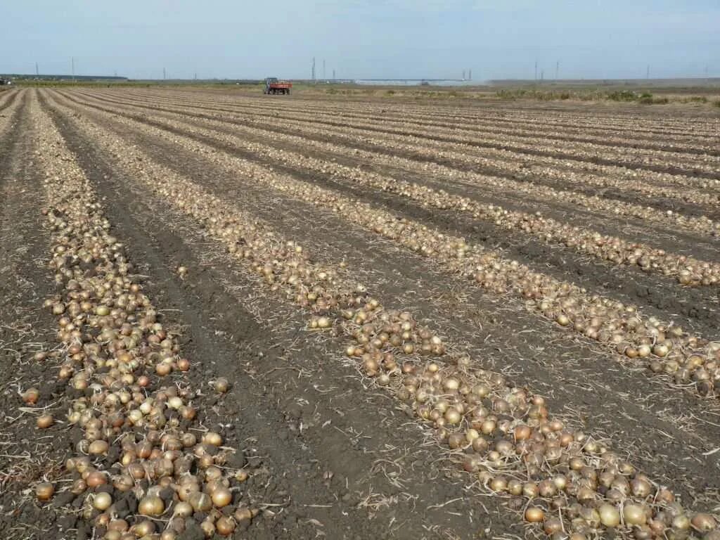 Урожай картофель на 1 га Московская область. Гектар картошки.