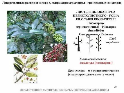 Лекарственное растительное сырье список