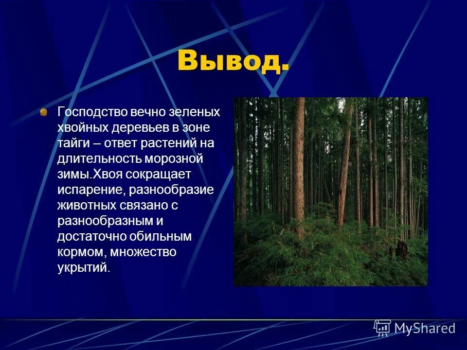 Презентация на тему тайга. Тайга природная зона. Тайга вывод. Сообщение на тему природные зоны.