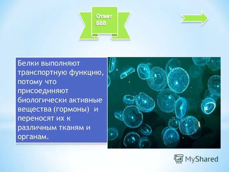 Транспортная функция белков. Белки биология 10. Презентация на тему белки. Выполняют транспортную функцию. Назовите белок выполняющий в организме транспортную функцию.