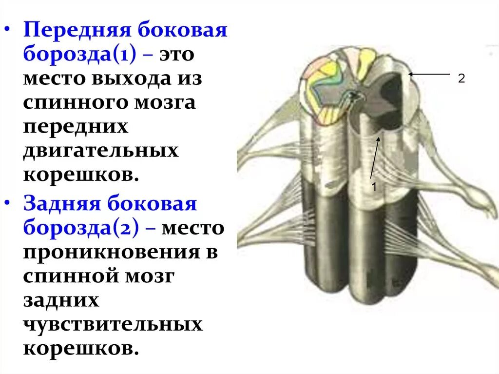 Спинной мозг выходит из. Задняя боковая борозда спинного мозга. Задняя срединная борозда спинного мозга. Строение спинного мозга сбоку. Задняя латеральная борозда спинного мозга анатомия.