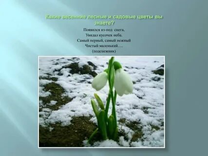 Первые цветы весны текст