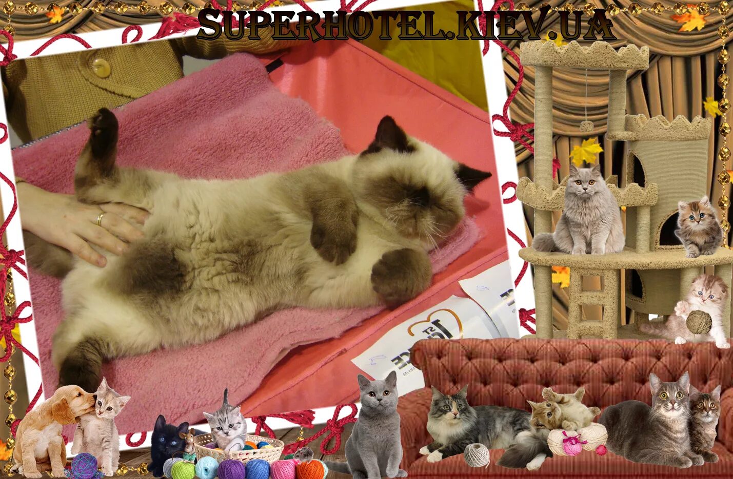 Выставка кошек пассаж. Выставка кошек пассаж. Мир кошек на выставке. Выставка кошек пассаж. Всемирная выставка кошек.