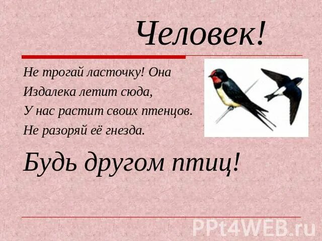 Почему ласточка называется ласточкой. Почему ласточек нельзя трогать. плакат ласточка. разоряют гнездо ласточки. разорение гнезда ласточки.