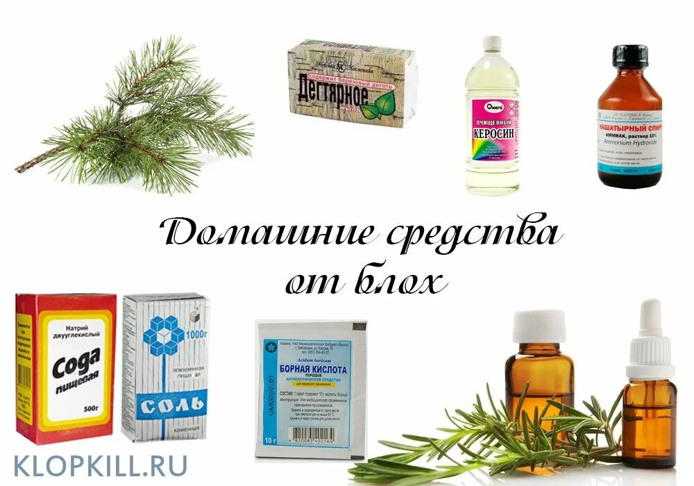 Каким домашним способом. Народные средства от блох. Хорошее средство от блох в доме. Народные средства от блох в доме. Эффективное средство от домашних блох.