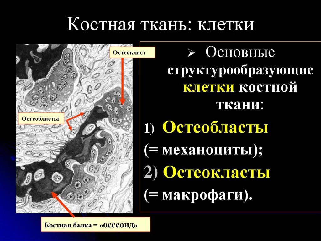 Какая ткань выполняет защитную структурообразующую и трофическую