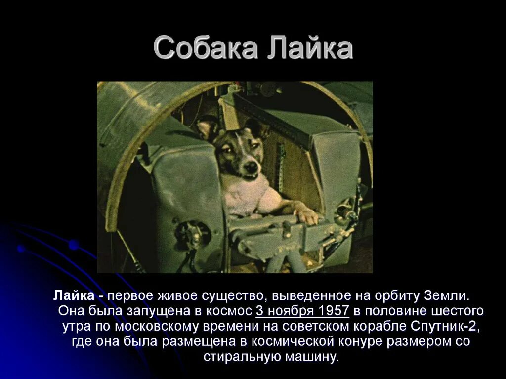 3 Ноября 1957 в космос. Первые живые существа в космосе лайка. 1957 Лайка в космосе. Собака лайка в космосе. Полет лайки в космос