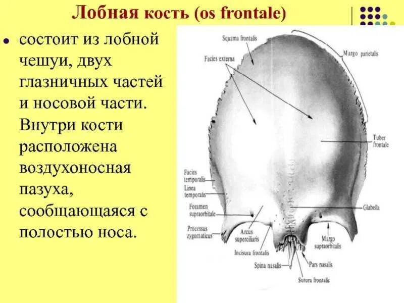 Размер лобной кости. Слепое отверстие лобной кости служит. Ямка слезной железы лобной кости. Размер лобной кости. Лобная кость анатомия строение.