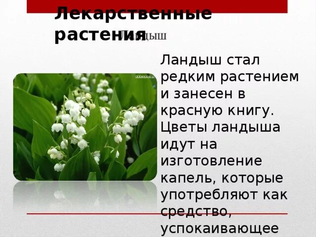 Объясните почему цветки ландыша