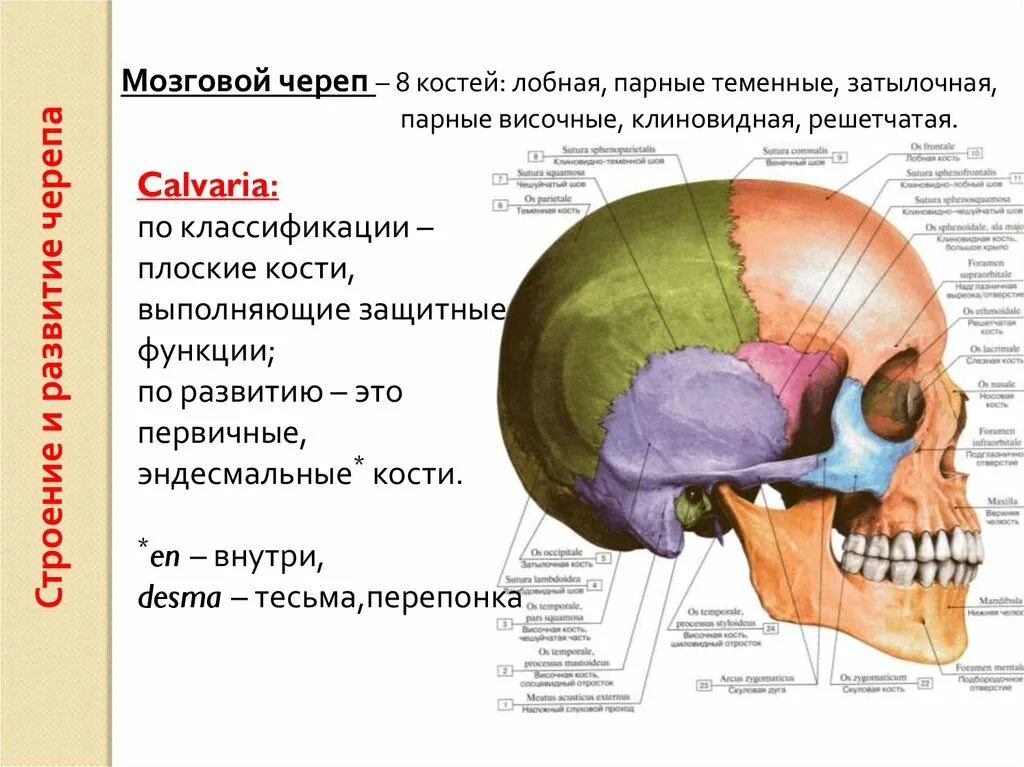 Кости мозгового черепа строение. Затылочная кость черепа анатомия строение. Кости мозгового черепа лобная кость. Лобная кость анатомия строение на черепе. Кости черепа затылочная кость.